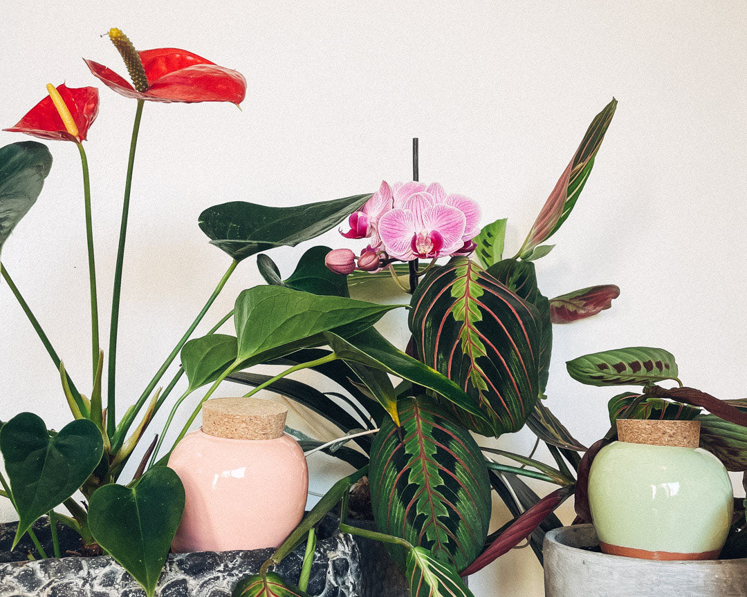 Wie pflege ich meine Orchideen?