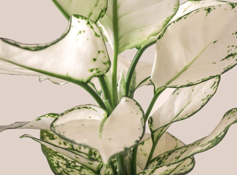 indoor plant watering chart House plant Guide main image 0