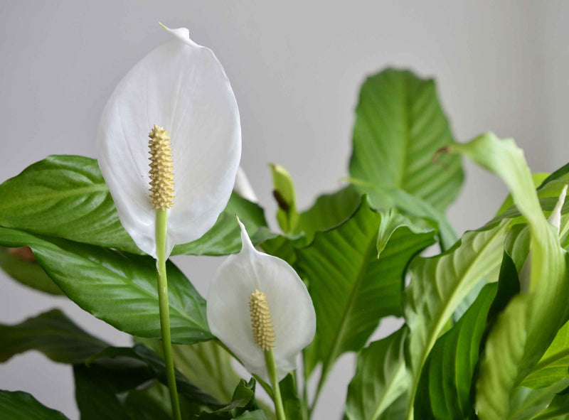 Spathiphyllum