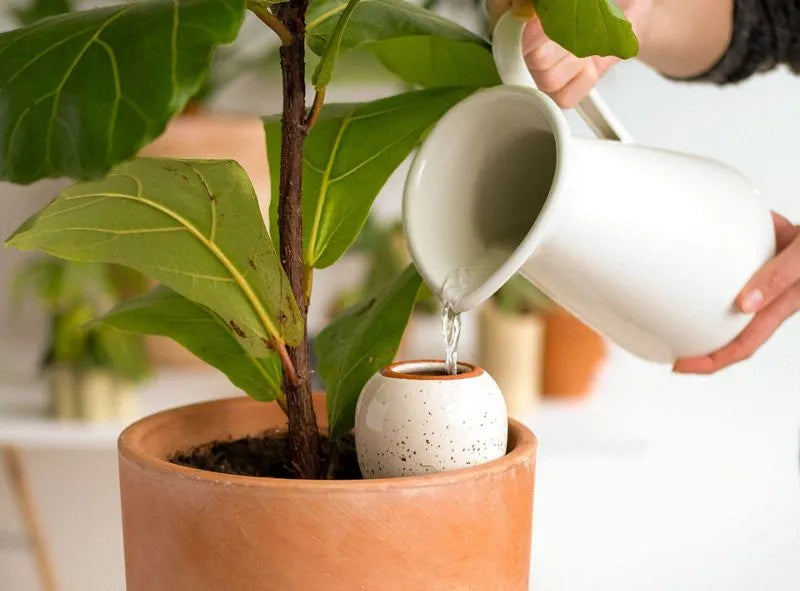 regar plantas de interior