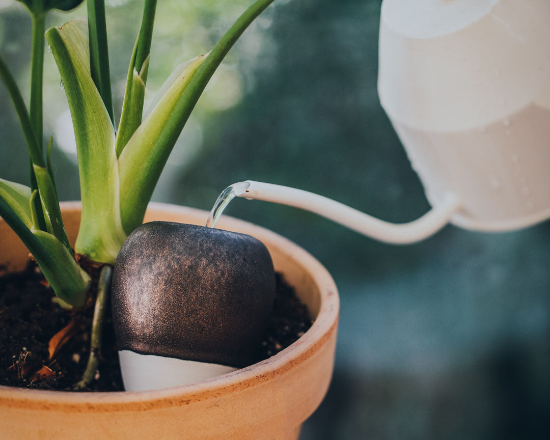 er plant mit mir Echte Myrte 'Flore Pleno' - Myrtus communis flore pleno