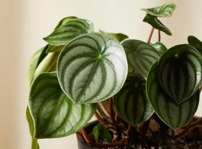 alocasia serendipity variegata Alocasia Serendipity Variegated  HappiestPlants