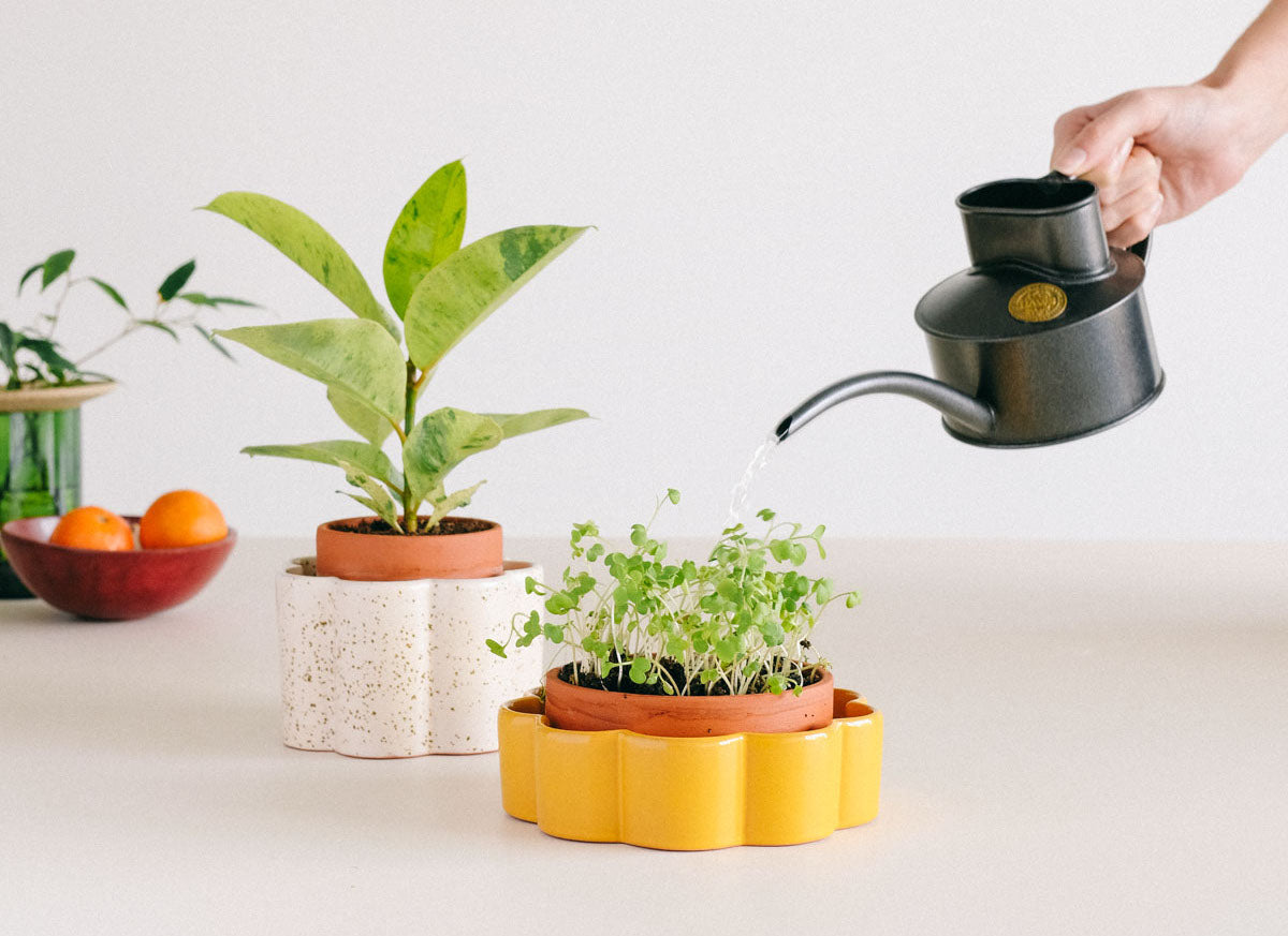 Self-watering Pots - Natural Hydration for Plants | Pepin