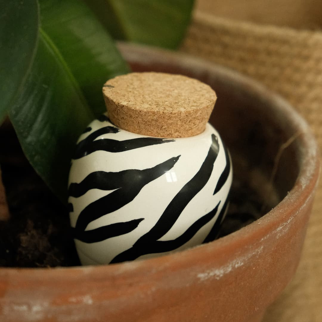 Olla – Zebra