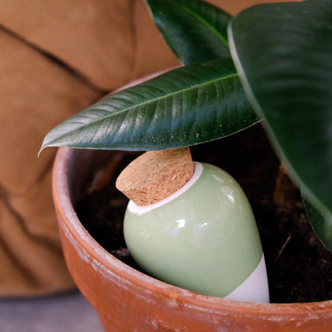 Olla - Verde