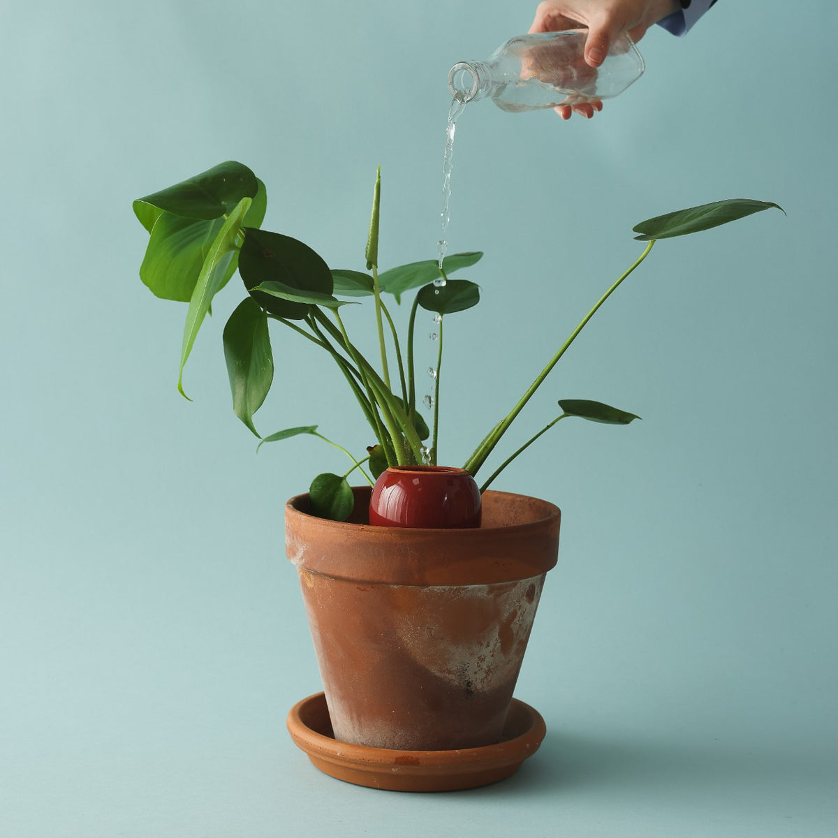 Olla – Bordeauxrot