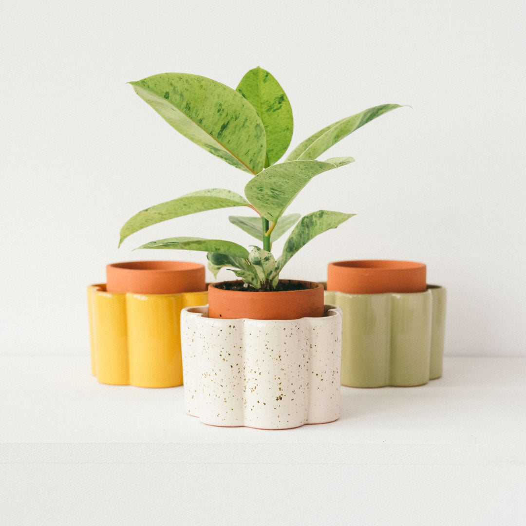 Vaso independente amarelo mostarda Paula com uma planta verde crescendo nele e a Paula amarelo mostarda e verde sálvia ao lado