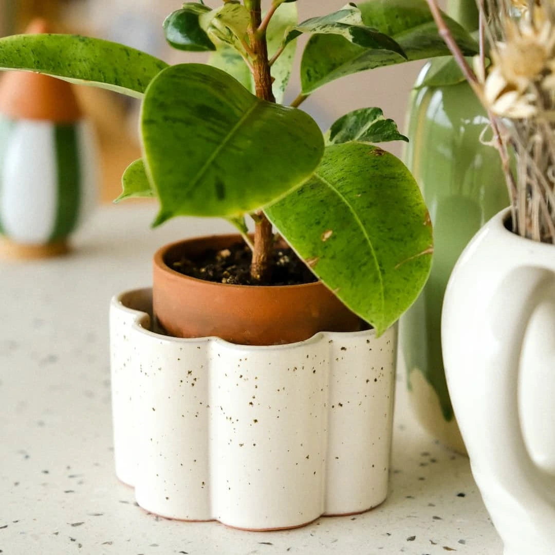 Gaveæske - Plantsitter XL
