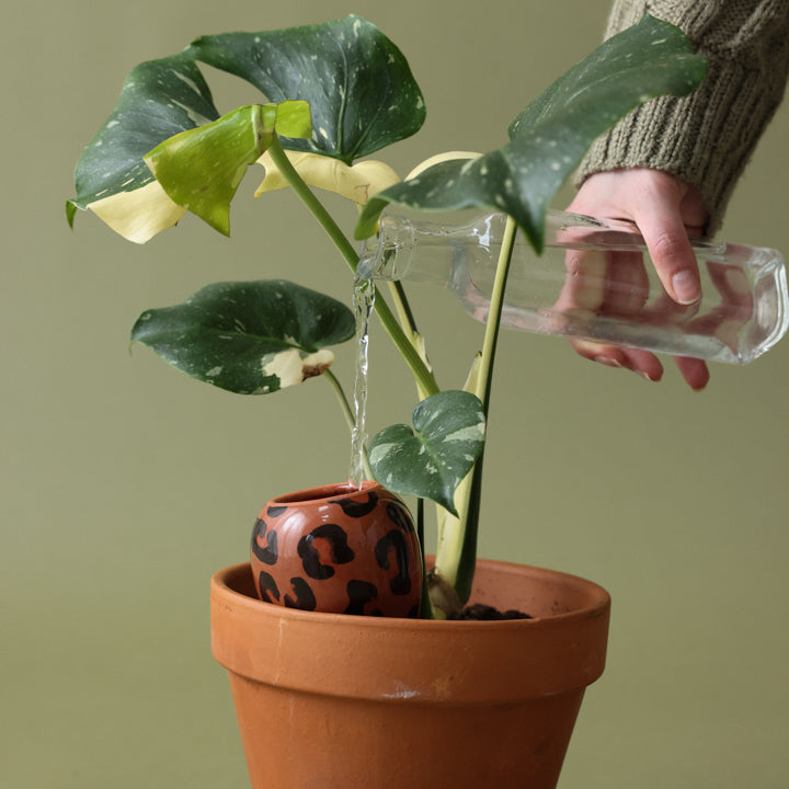 Olla - Leopardo Macchiato