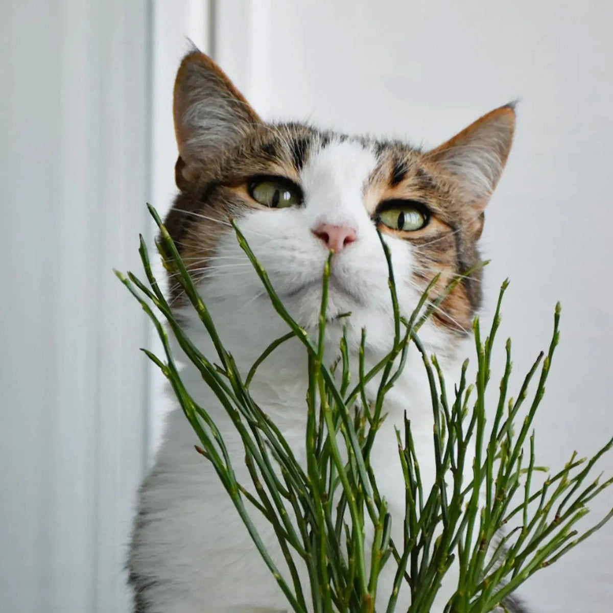 chat accompagné de plantes d'intérieur