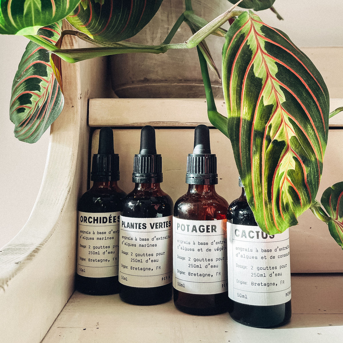 Quel est le meilleur engrais pour les plantes d'intrieur?