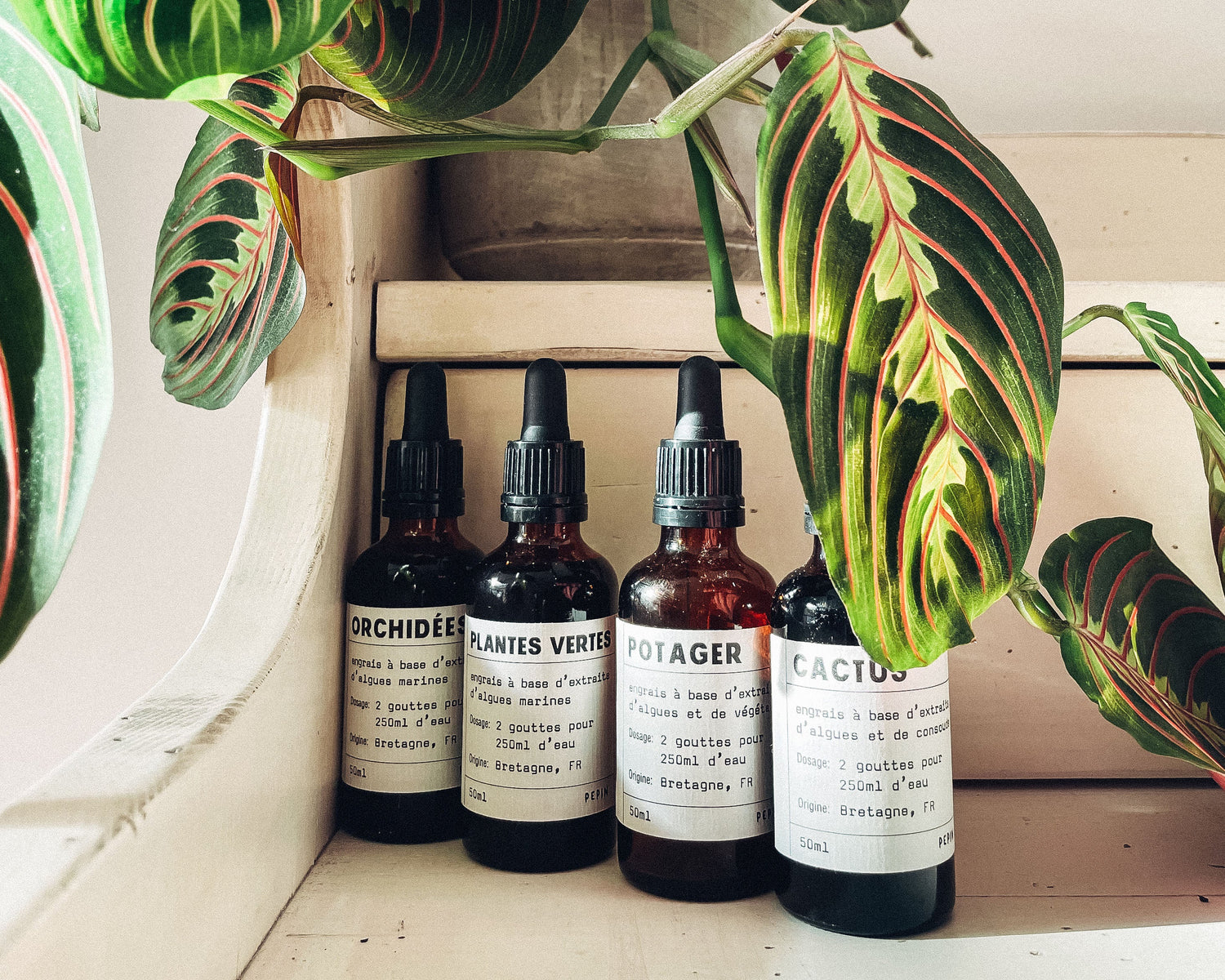Quel est le meilleur engrais pour les plantes d'intérieur?