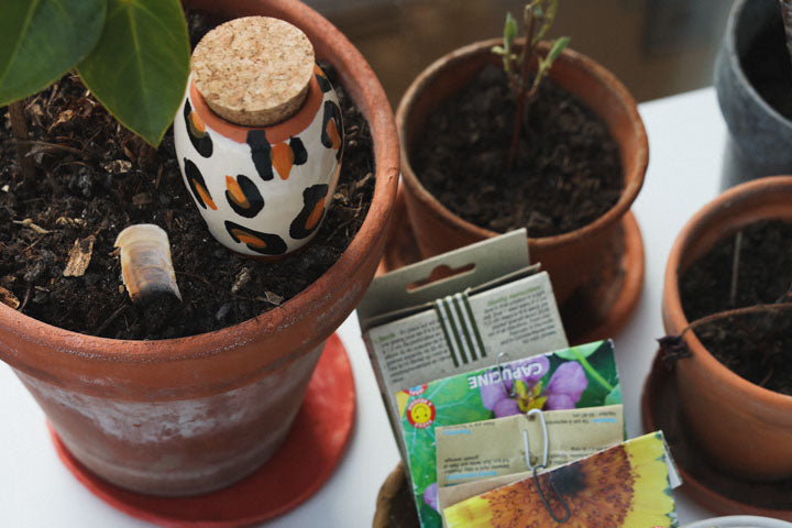 Oya en terre cuite : le guide terrain pour bien démarrer sans se tromper de plante, de taille ou de substrat