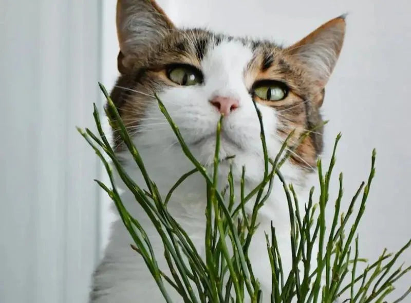 chat accompagné de plantes d'intérieur