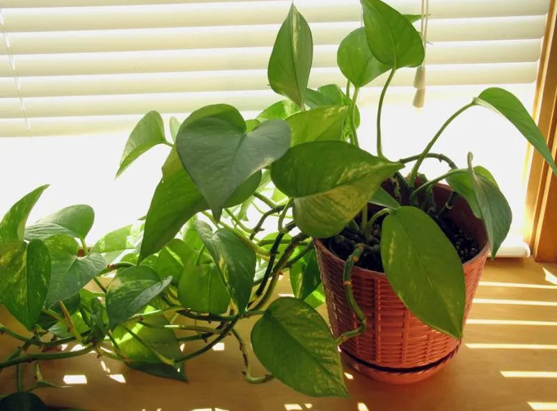 Pothos tacheté