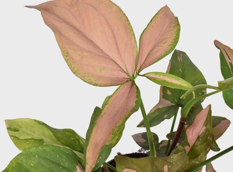 Syngonium : tout savoir sur cette plante tropicale