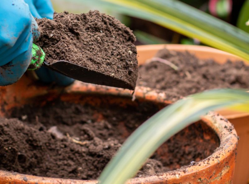 Die beste Blumenerde für Ihre Zimmerpflanzen