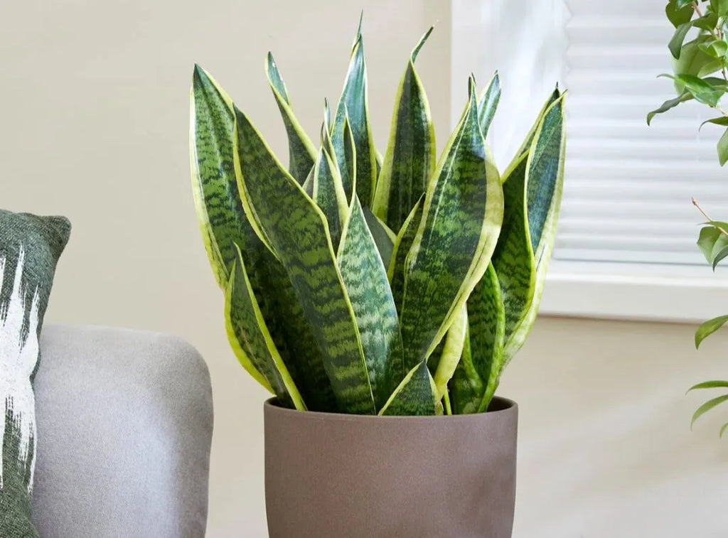 sansevieria punk Sansevieria Fernwood Punk  Jungle Story