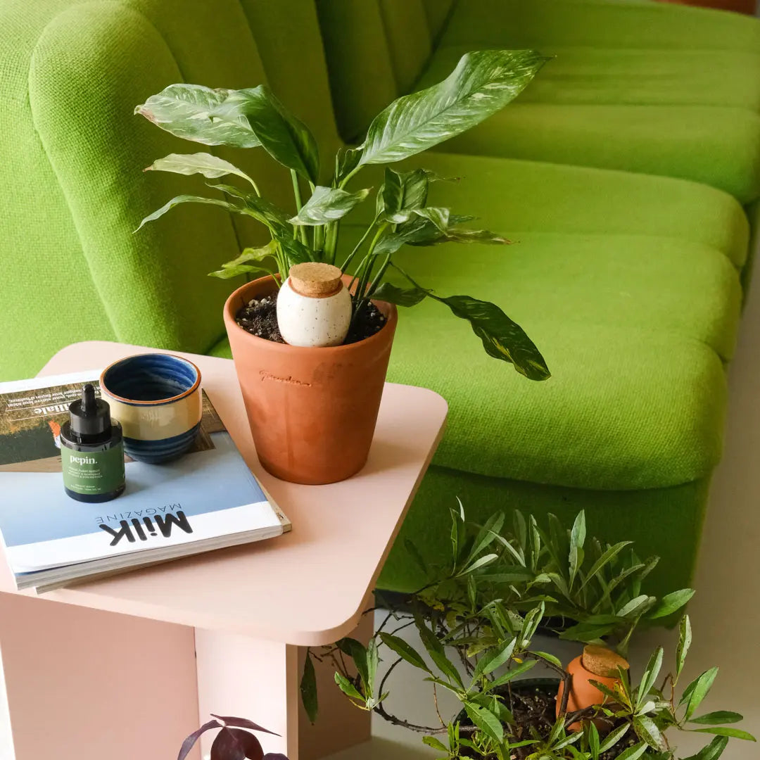 mini olla blanc grainé et terracotta planté dans des pots de plantes d'intérieur accompagné du sérum nourrissant plantes vertes tout ça près d'un canapé vert