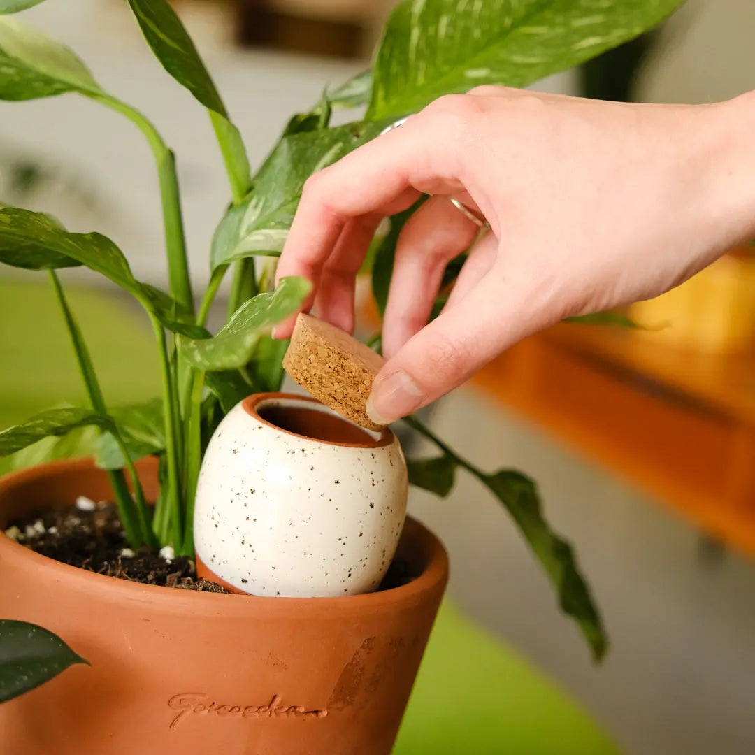 mini olla blanc grainé planté dans un pot  de plante d'intérieur avec le bouchon enlevé