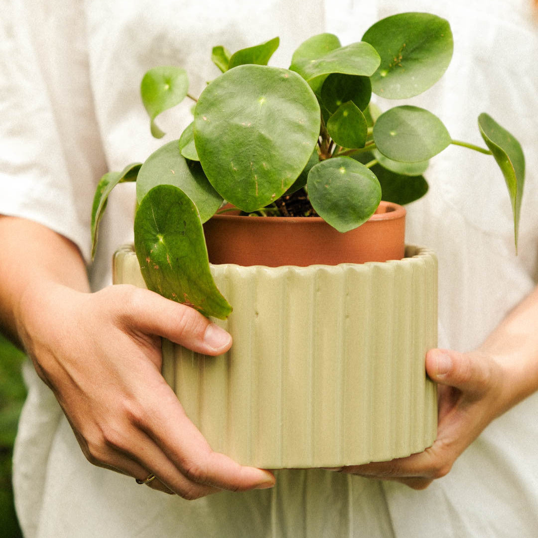 Paula (M) - Sage green