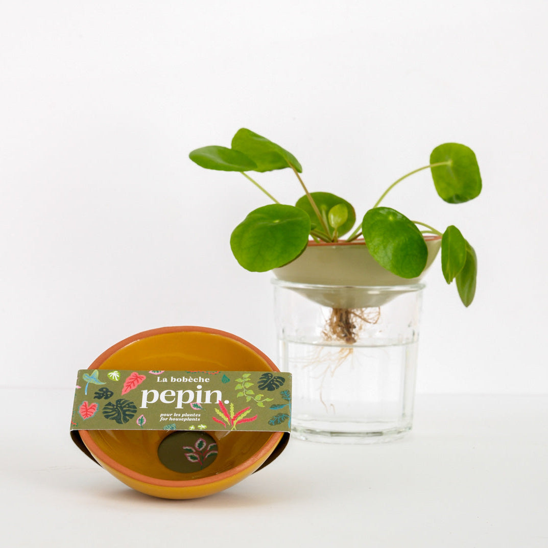 Bobèche Avocado - Sinapinkeltainen